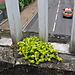 Passerelle Les Plants-Les Maradas