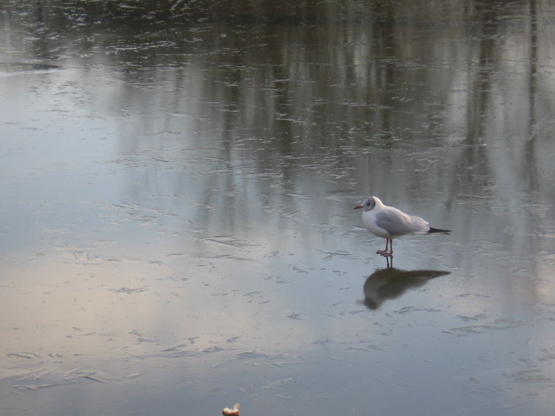 Mouette sur glace - Préfecture 20081211 003