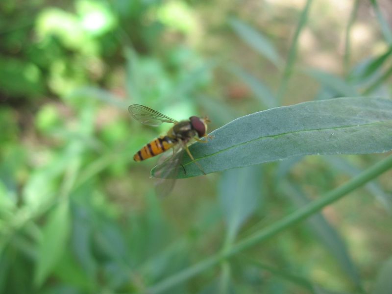 20090725 023 Cergy Syrphe