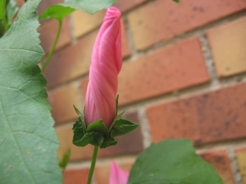 20090725 015 Cergy Rose trémière en bouton