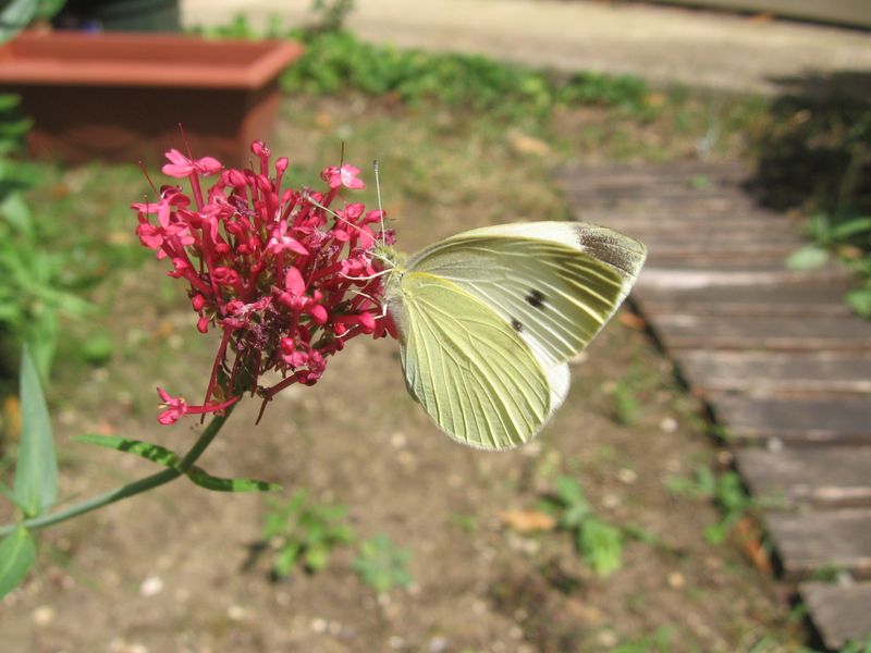 20090725 021 Cergy Papillon